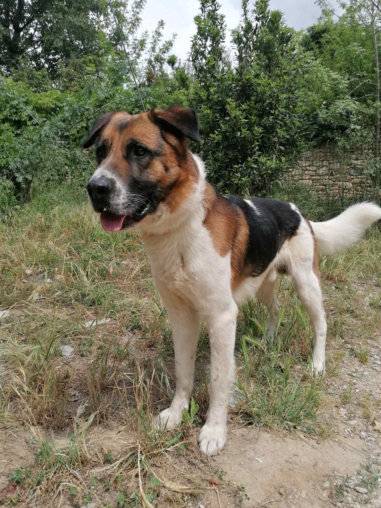  196-Sam (2094)
